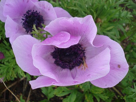 Free Flower Petals photo and picture