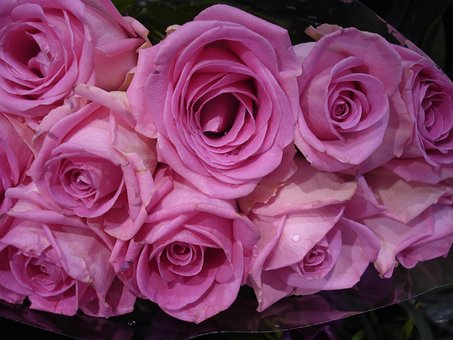 Free Pink Roses photo and picture