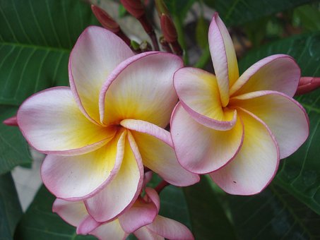 Free Tropical Flowers photo and picture