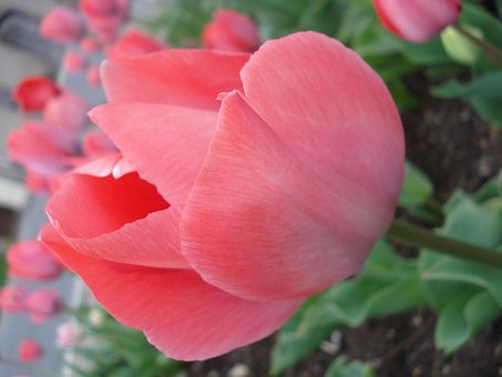 Free Tulip Pink photo and picture