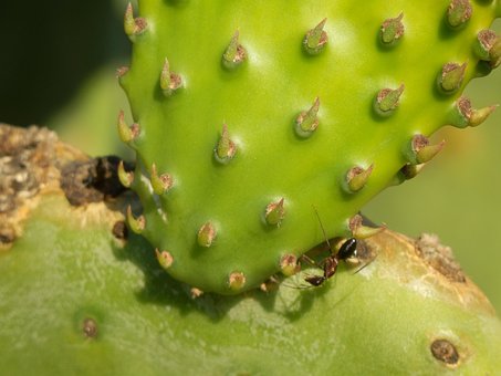 Cactus, Plantă, Subţire, Natură