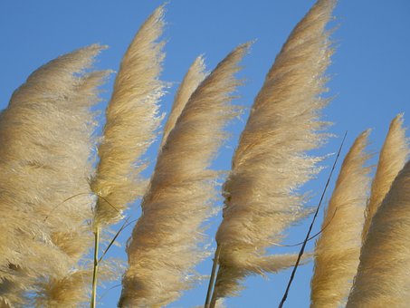 Stuf, Coada Calului, Plante