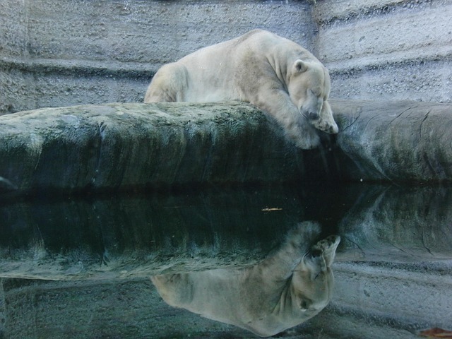 Oso De Hielo, Blanco, Dormir, Agua