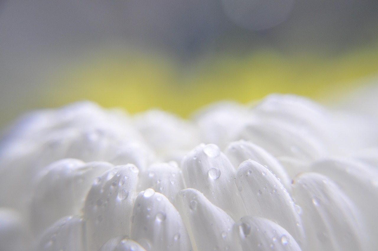 Drops - free online jigsaw puzzle photo