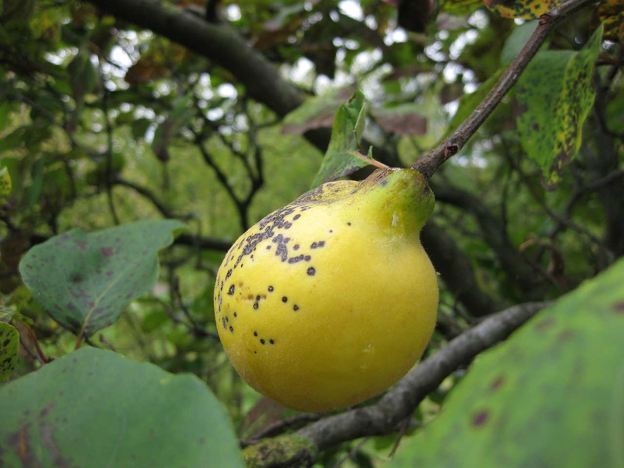Membrillo Fruta Árbol - Foto gratis en Pixabay - Pixabay