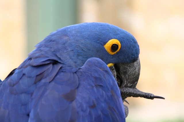 Free Macaw Parrot photo and picture