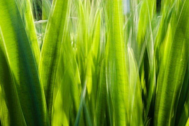 Free grass stalks blurred illustration
