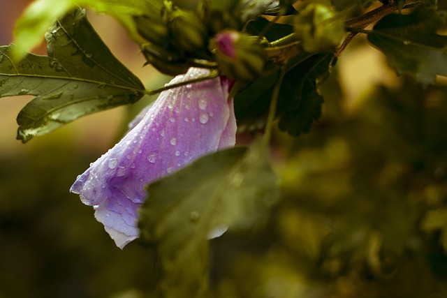 Free Flower Raindrops photo and picture
