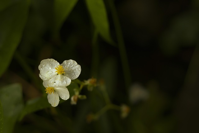 Free Flower Raindrops photo and picture