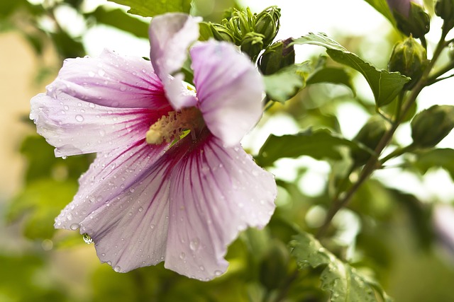 Free Flower Raindrops photo and picture