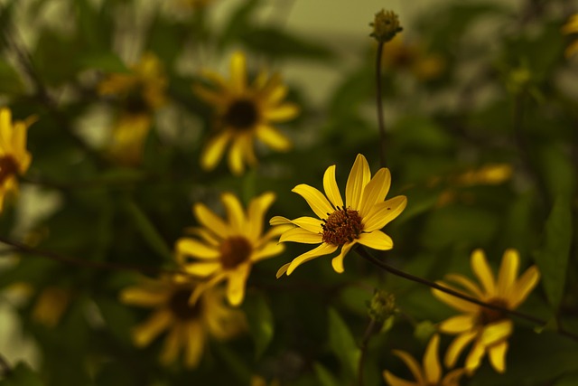 Free Flower Flower Background photo and picture