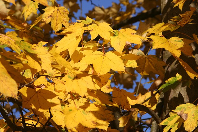 Free Autumn Leaves Maple photo and picture