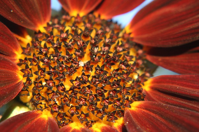Free Sunflower Macro photo and picture