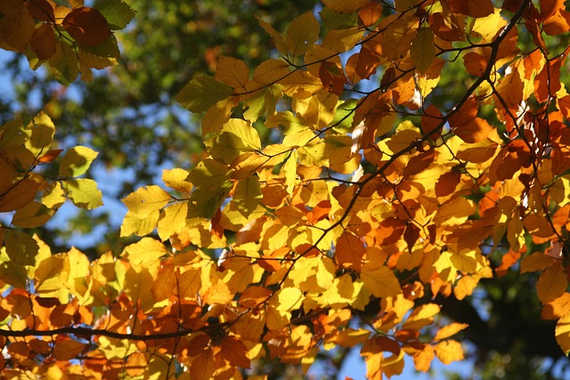 Free Autumn Mood Autumn Leaves photo and picture