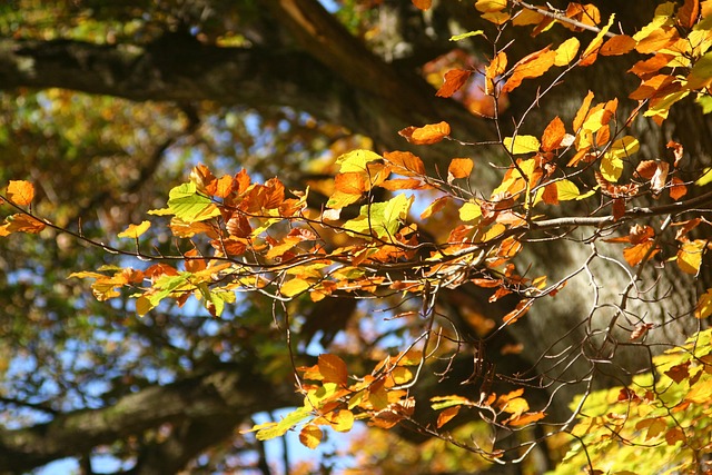 Free Autumn Leaves Nature photo and picture