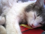 cat, kitten, white and grey
