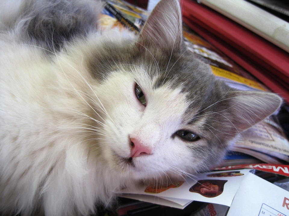 Gatinho branco e cinza Clearance