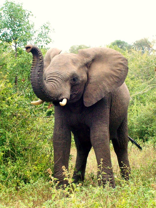 Africa South Elephant · Free photo on Pixabay