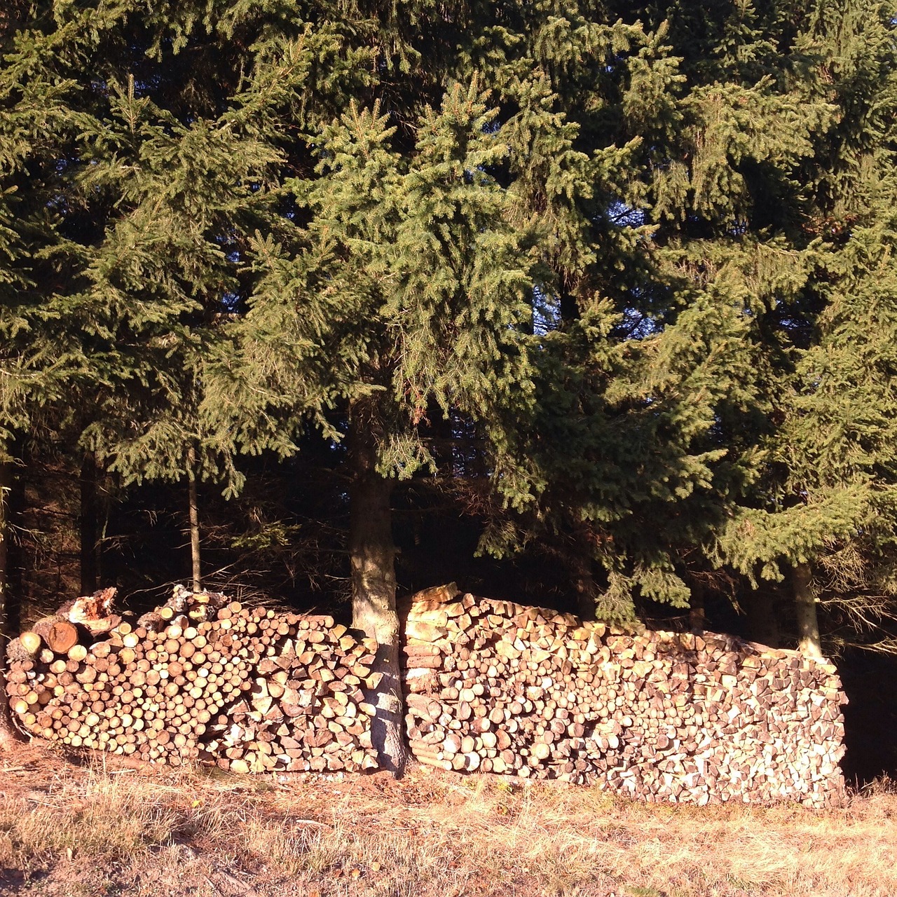 Lisière De La Forêt Tas Bois - Photo gratuite sur Pixabay - Pixabay