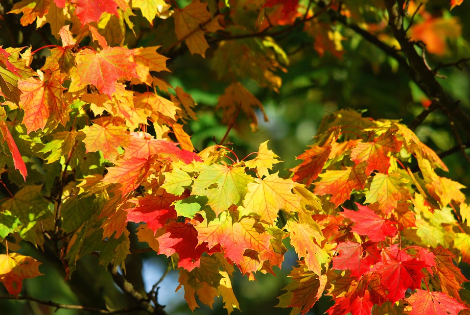 Herbst Baum Bl tter Kostenloses Foto Auf Pixabay Herbst Baum Bl tter Kostenloses Foto Auf Pixabay