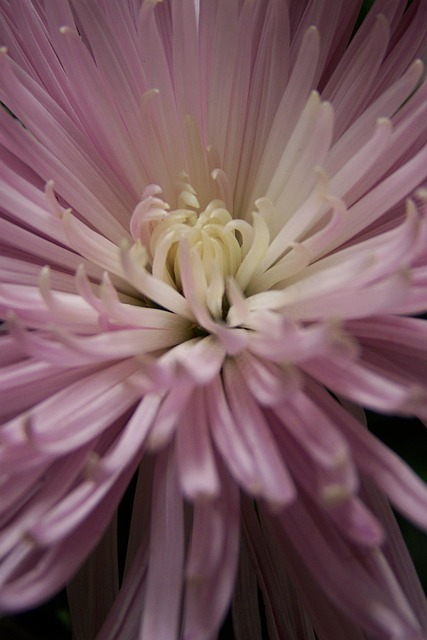 Free Flower Lilac photo and picture