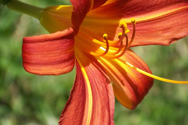 Free Lily Flower Wallpaper photo and picture