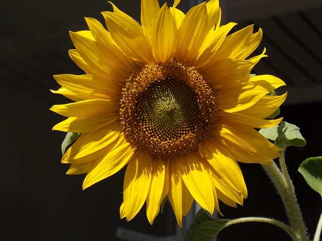 Blumen, Sonnenblume, Blumen Hintergrund