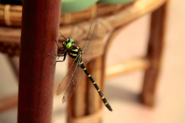 Guldsmed, Insekter, Insekt, Vinge