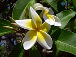 plumeria, flower, frangipani