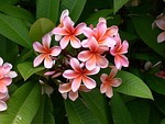 plumeria, flower, frangipani