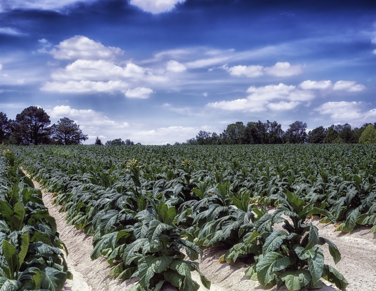 North Carolina Farm Rural Free photo on Pixabay Pixabay