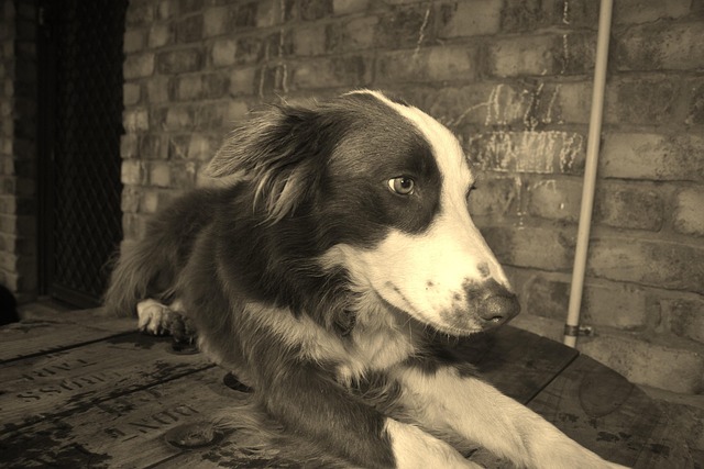 Free Dog Collie photo and picture