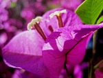 flower, bloom, pink
