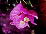 flower, bloom, pink