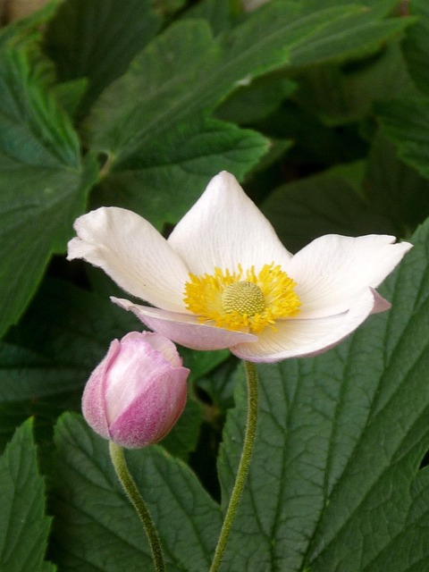 Free Flower Floral photo and picture