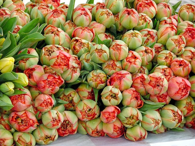 Free Tulips Nature photo and picture