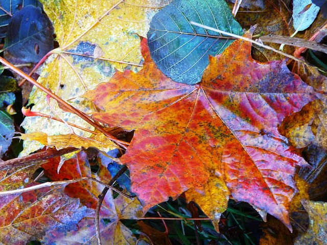 Free Leaves Plants photo and picture
