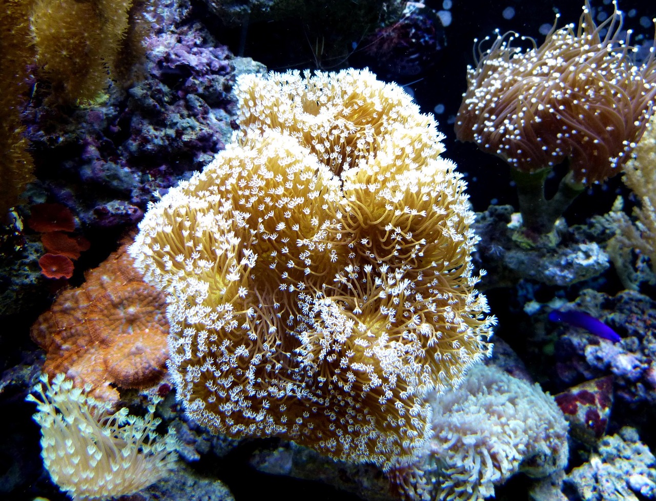 Coral - free online jigsaw puzzle photo