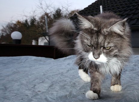 Free Cat Main Coon photo and picture