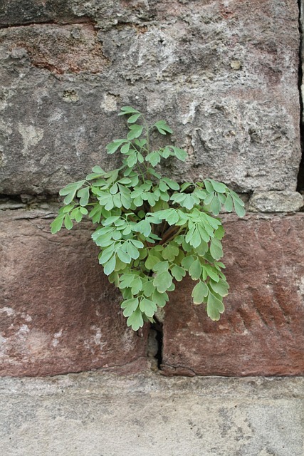 Free Wallflower Plant photo and picture