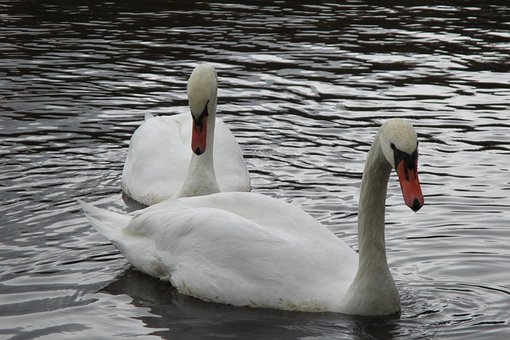 Zwaan, Dol Zijn Op, Natuur, Vogel