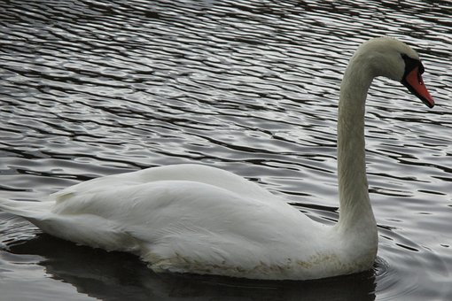 Zwaan, Vogel, Natuur, Veerkracht