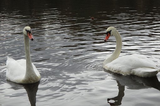 Zwaan, Zwanen, Vogels, Dol Zijn Op