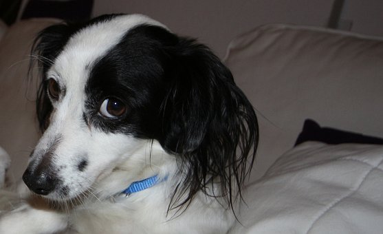 Free Dog Animal photo and picture