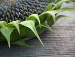 sunflower, autumn, seeds