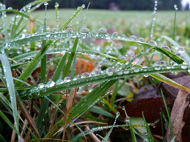 Tautropfen, Gras, Natur