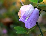 bunga kacang-kacangan, jawa timur, indonesia