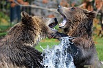grizzly, bears, playing