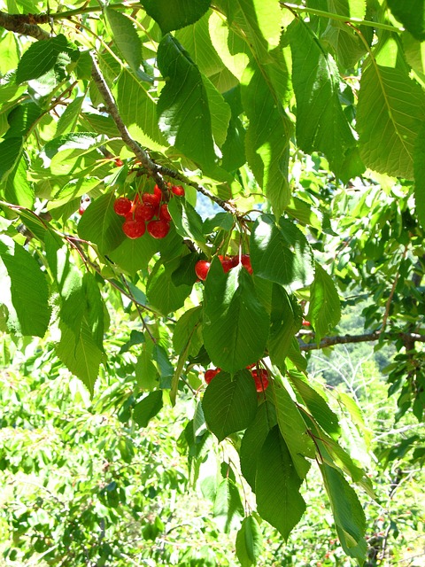 Free Cherries Tree photo and picture