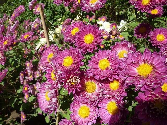 Free Flowers Crisanthamus photo and picture